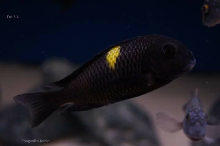 Tropheus sp. 'black' Lueba
